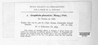 Graphiola phoenicis image